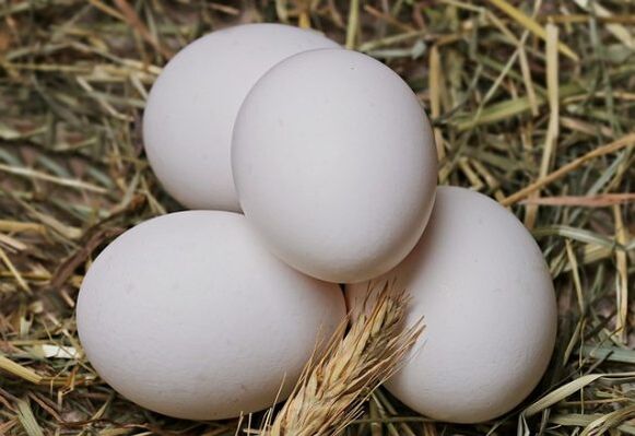 Le régime aux œufs implique la consommation quotidienne d’œufs de poule. 